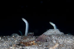 BD-140322-Panglao-3070-Gorgasia-maculata.-Klausewitz---Eibl-Eibesfeldt.-1959-[White-spotted-garden-eel].jpg